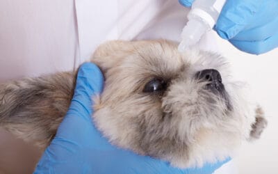 Can human eye drops be used on dogs