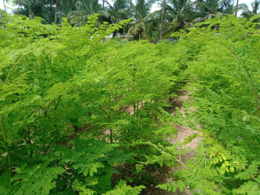 Moringa benefits from healthy moringa trees grown in a plantation