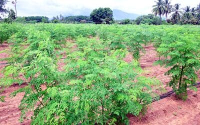 Moringa Benefits: The Complete Guide to Skin, Hair, Health & Daily Wellness